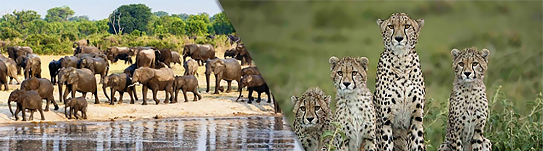 large agency vs boutique